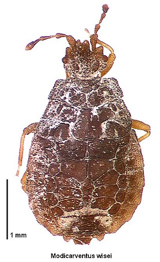 <i>Modicarventus</i> Species of insect