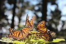 Réserve de papillons Monarc11, Michoacan, Mexique.JPG