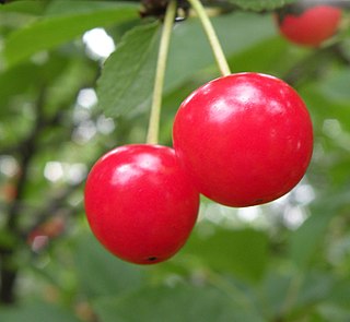 Montmorency cherry Variety of flowering plant