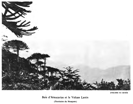 Planche VIII : Bois d’Araucarias et le Volcan Lanin