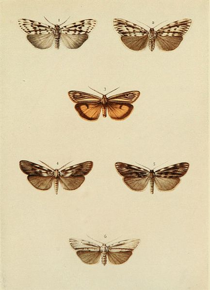 File:Moths of the British Isles Plate090.jpg