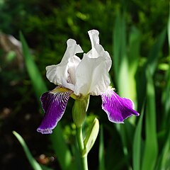 Iris 'Mrs. Andris', a vigorous, historic, tall bearded iris cultivar that Fryer hybridized in 1919
