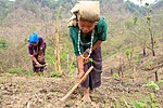 Thumbnail for File:Mru women are working in field over the hill.jpg