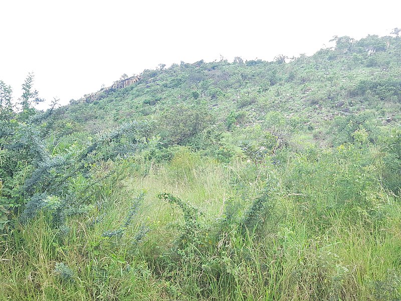 File:Mucumu Hill.jpg