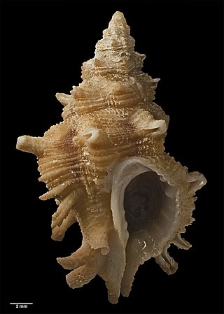 <i>Attiliosa orri</i> Species of gastropod