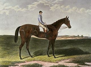 Musjid (horse) British-bred Thoroughbred racehorse