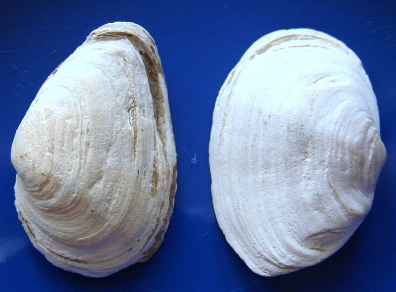 File:Mya arenaria1pl.jpg