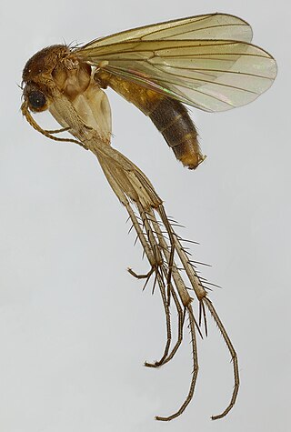 <i>Mycetophila fungorum</i> Species of fly