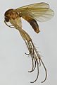 Mycetophila fungorum