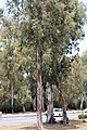 Hegyi gumifa (Eucalyptus dalrympleana)