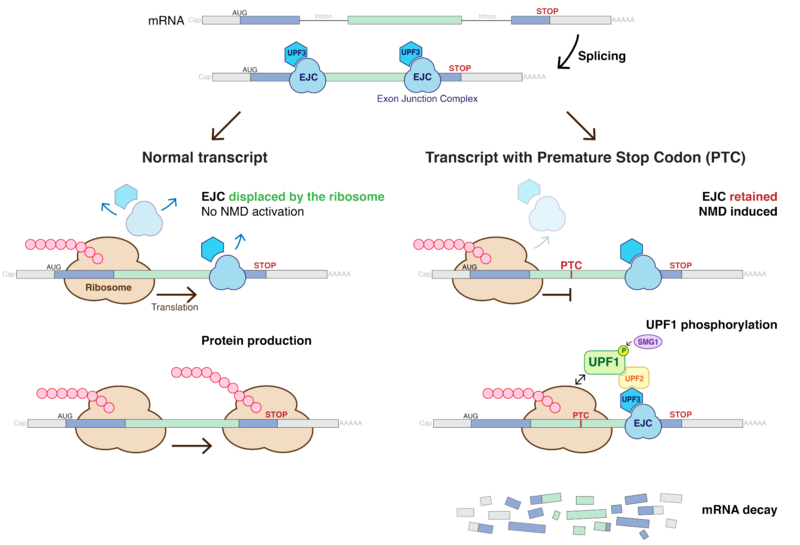 File:NMD - Nonsense-mediated decay.png