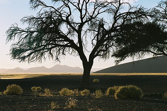 Namib desert just after sunrise.