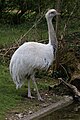 Nandu (Rhea americana) im Tierpark Hellabrunn, München