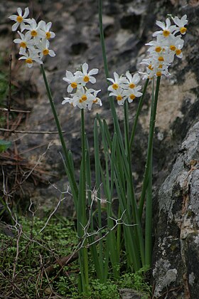 Narcissus tazetta.jpg