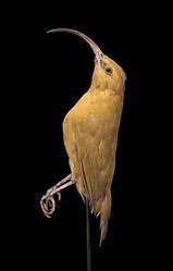 Fișier: Naturalis Biodiversity Center - RMNH.AVES.110013 - Hemignathus obscurus (Gmelin, 1788) - Akialoa mică - specimen - video.webm