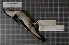 Naturalis Biodiversity Center - RMNH.AVES.123858 2 - Lalage melanoleuca subsp. - Campephagidae - bird skin specimen.jpeg