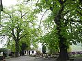 image=https://commons.wikimedia.org/wiki/File:Naturdenkmal_Landkreis_Kassel_6.33.777_2017-04-21_f.JPG