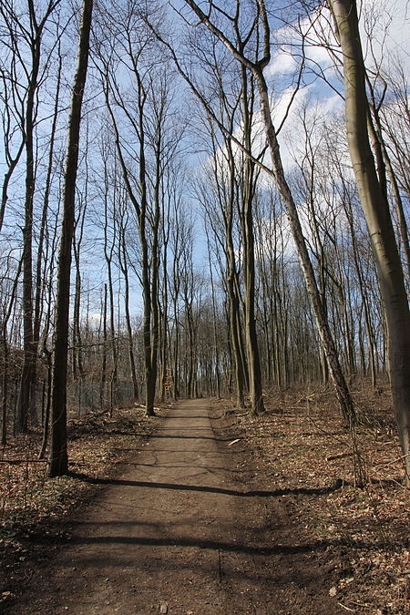 Naturschutzgebiet Kirchderner Wald 03
