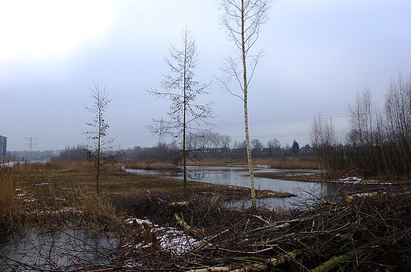 File:Natuur De Kroeten DSCF9334.jpg