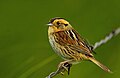 Nelson's Sparrow (35516802646).jpg