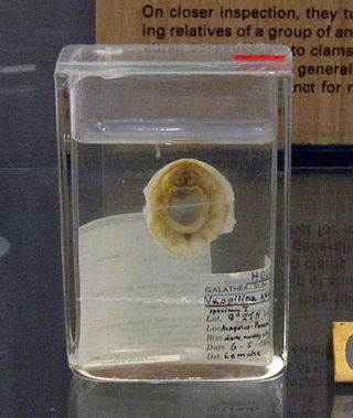 <span class="mw-page-title-main">Monoplacophora</span> Superclass of molluscs