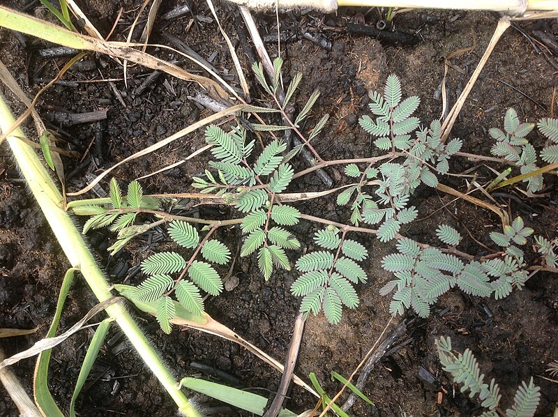 File:Neptunia gracilis, Townsville, Queensland.jpg