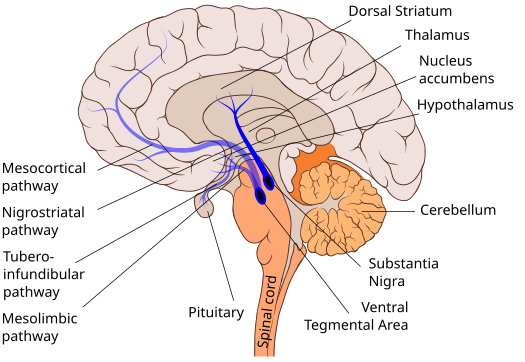 Nigrostriatal Pathway and Mesolimbic Pathway in the Dopaminergic System Nigrostriatal pathway.svg