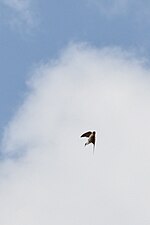 Thumbnail for File:Northern Rough-winged Swallow (Stelgidopteryx serripennis) - Kitchener, Ontario 02.jpg