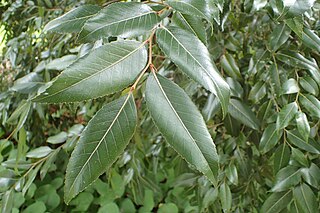 <i>Nothofagus moorei</i> Species of tree