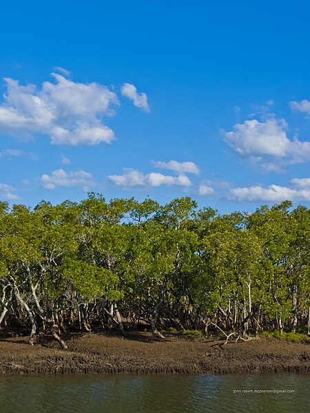 File:Nudgee Creek and mangroves Nudgee Beach Bramble Bay Queensland P1040523.jpg