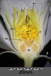 Nymphaea nouchali var. caerulea - Wikipedia