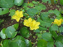 Nymphoides peltata1.jpg