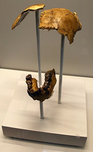 Homo Habilis: Taksonomi, Anatomi, Diyet