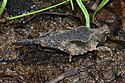Obskur Pygmy Grasshopper - Tetrix arenosa, Julie Metz Wetlands, Woodbridge, Virginia.jpg