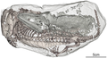 Thrinaxodon liorhinusin ja Broomistega putterillin fossiloituneet jäänteet täyttyneen kolon fossiilissa. Kivi on läpivalaistu ja siitä on tehty kolmiulotteinen malli tietokoneella.
