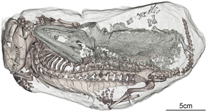 Squelette d'un Broomistega juvénile (montré en vert) conservé dans un terrier fossilisé avec un Thrinaxodon (montré brun).