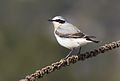 * Nomination Northern Wheatear (Oenanthe oenanthe). Saimbeyli - Adana, Turkey. --Zcebeci 06:09, 6 April 2016 (UTC) * Promotion Very few MB. but for me good quality.--Famberhorst 15:23, 6 April 2016 (UTC)