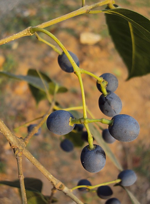 Olea dioica 29