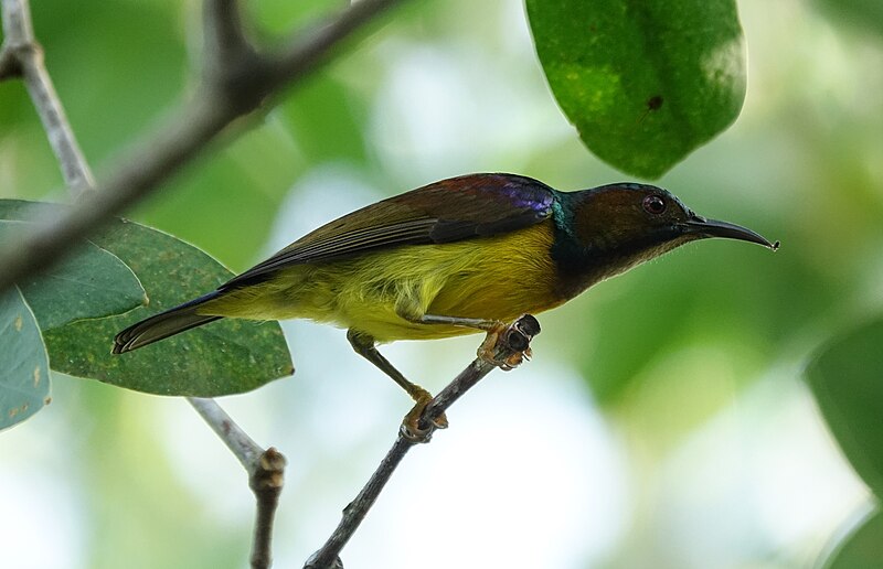 File:Olive-backed Sunbird (45095761425).jpg