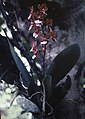 Trichocentrum lanceanum plant Suriname