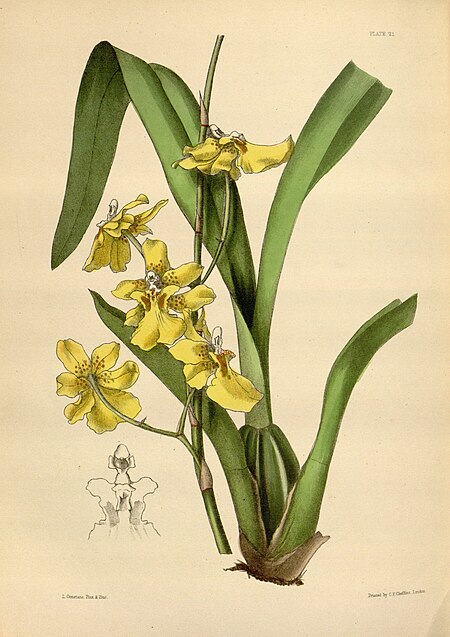 Oncidium_sessile