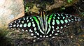 Open wing position of Graphium agamemnon Linnaeus, 1758 – Tailed Jay-Green and Black Butterfly 1 (7974380338).jpg