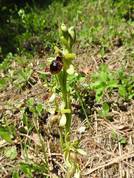 File:Ophrys sphegodes 25.jpg