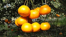 Oranges In Indian Fields!.jpg