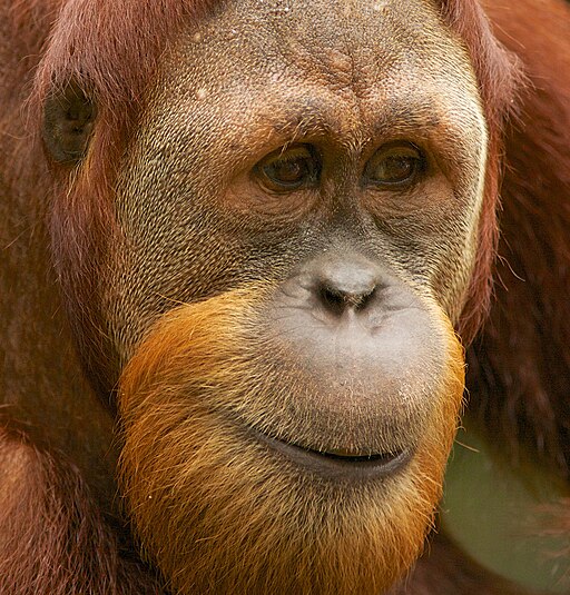 512px-Orangutan_II_(13945320711).jpg (512×535)