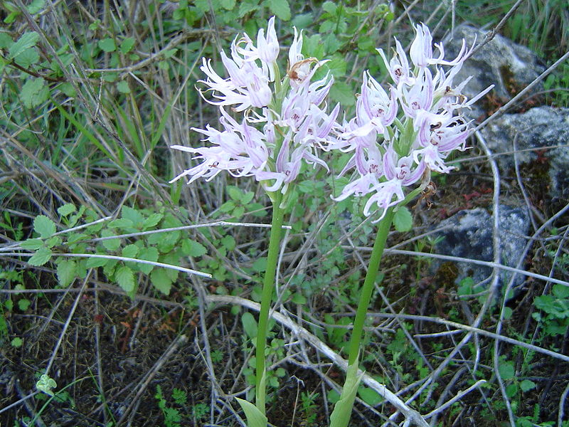 File:Orchidee, Kritou Terra, Cyprus 2004.jpg