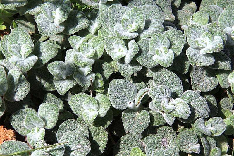 File:Origanum dictamnus pmPfl.jpg