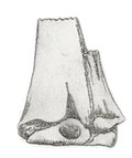 Miniatura para Ornithotarsus immanis