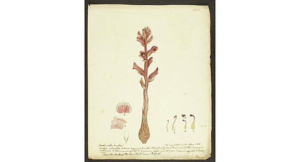 Watercolour of Orobanche rubra by John Templeton