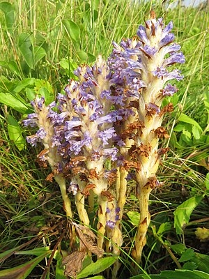 Заразиха фото. Заразиха бледноцветковая. Заразиха (Orobanche. Заразиха Египетская. Трава заразиха подсолнечная.